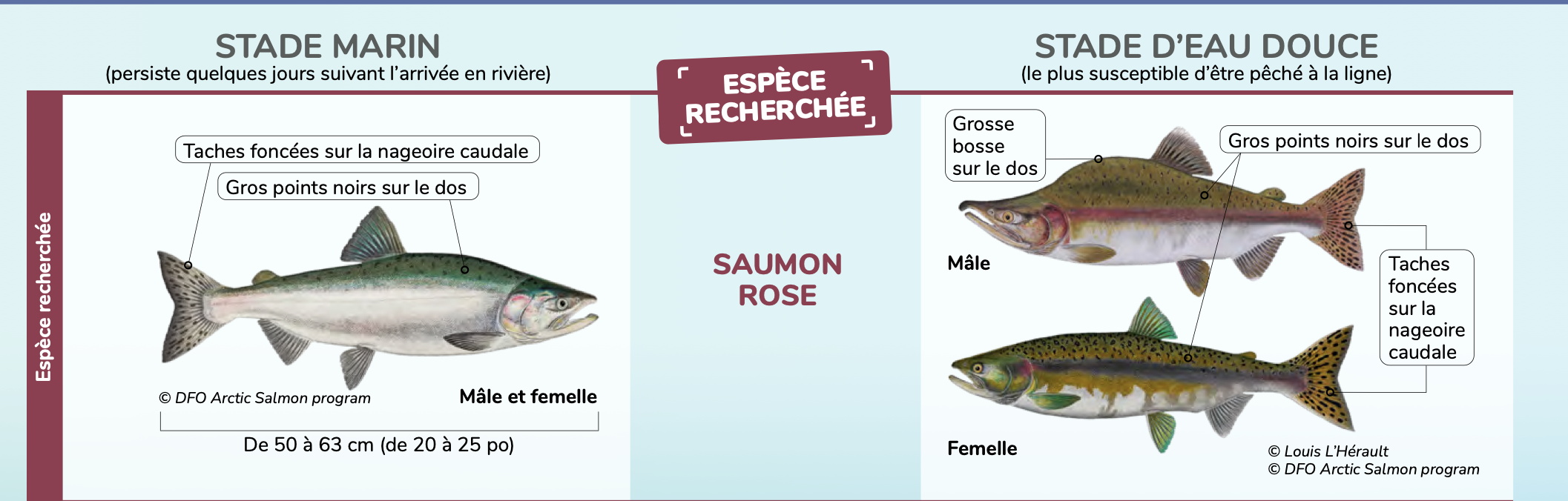 Pink salmon The public is invited to report to Quebec any observation of this sought -after species.